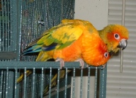 Babette grooming baby awwww.jpg