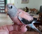 rosie-girl-061823 3.jpg